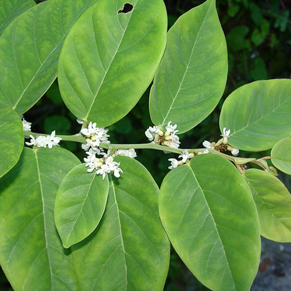 Coinvine in flower (by John Bradford)