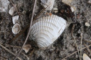 Chione shells are the vast majority around my house.