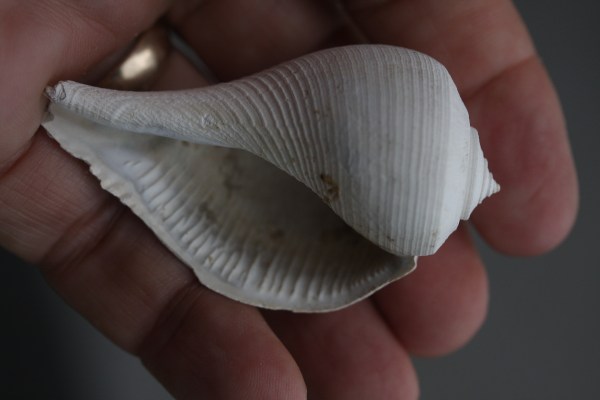 The perfect condition of fossils never ceases to amaze and inform.