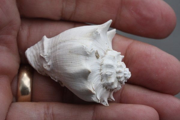 Off the beach this week, or dug up after 74,000 plus years??