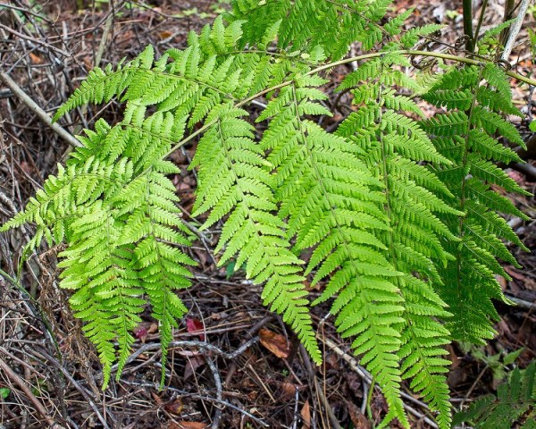 Mariana Maidenfern