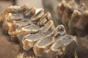 Mastodon lower jaw. Any DNA left there?