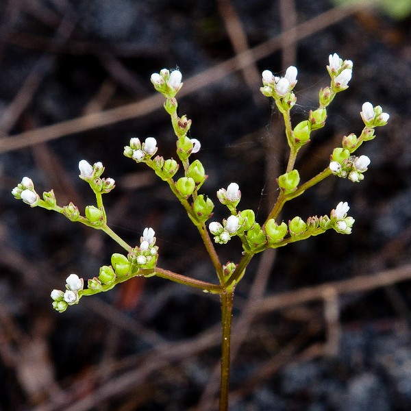 Mitrewort (all photos today by John Bradford)