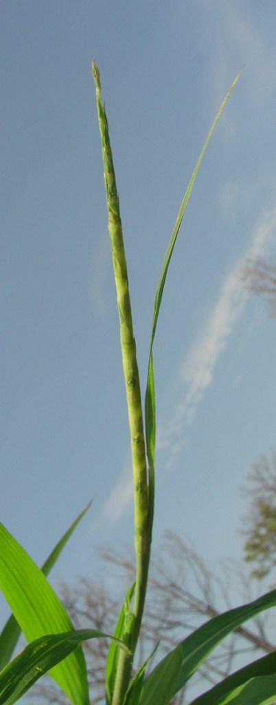 Rottboellia