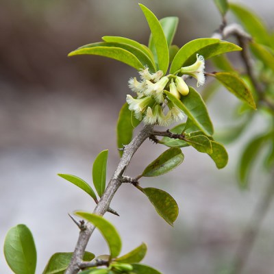 Hog Plum flowers are white, fuzzy, and fragrant (by John Bradford). This photo not taken yesterday.