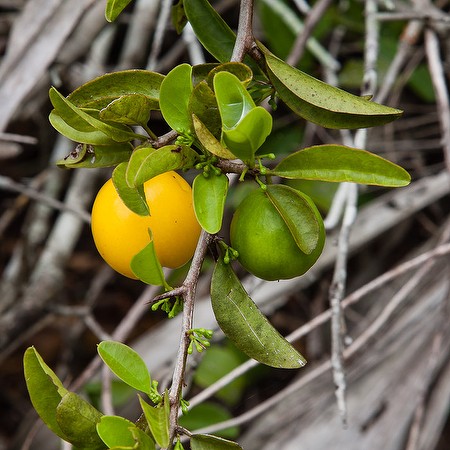 The orange ripe fruits, in season now (by John Bradford).