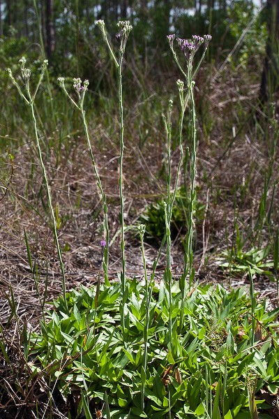 Rosette mission creep in Chaffheads.