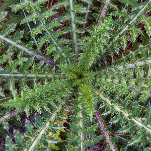 Nuttall's Thistle. Today's photos by John Bradford.