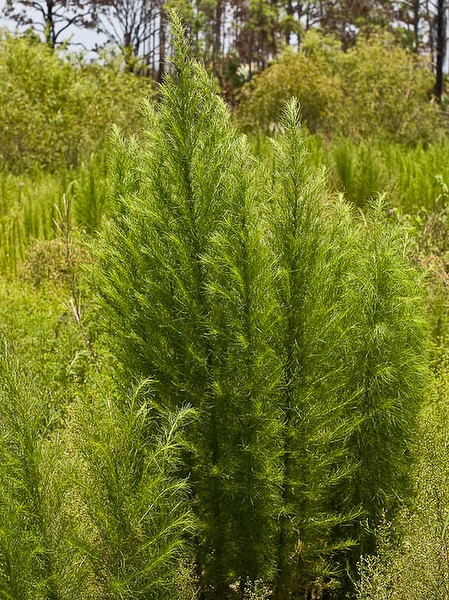 Fast and aggressive, a native weed