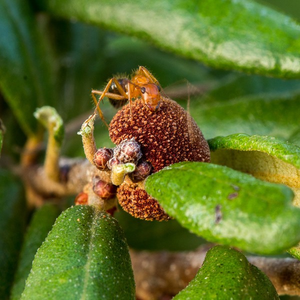 Galls feeding ants. 