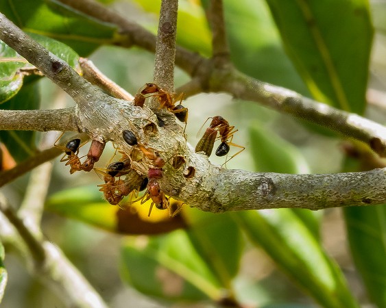 Ants apparently feeding from horns of plenty.