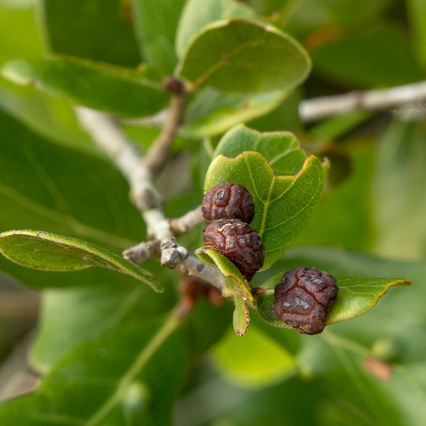 Galls on Myrtle Oak leaf. All photos today by John Bradford