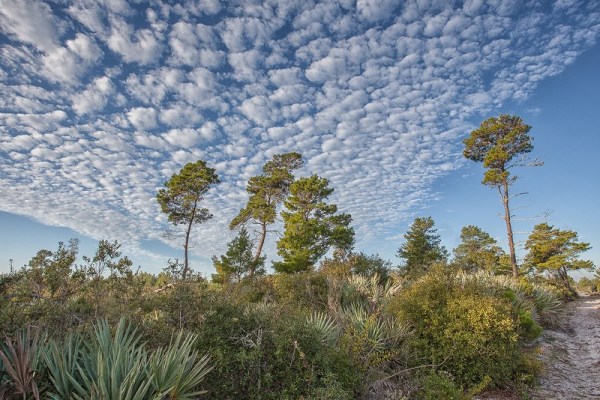 Pretty pines. Today's pictures by John Bradford.