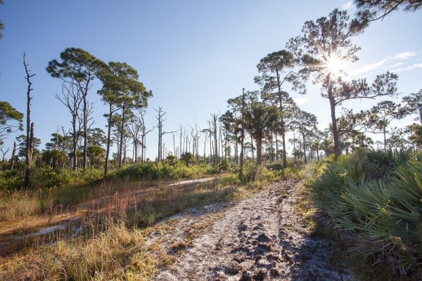 pines and sun - Copy - Copy - Copy