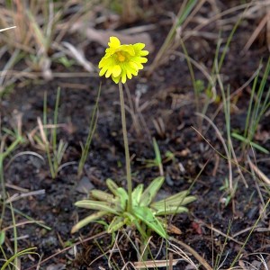 Carnivorous butterwort