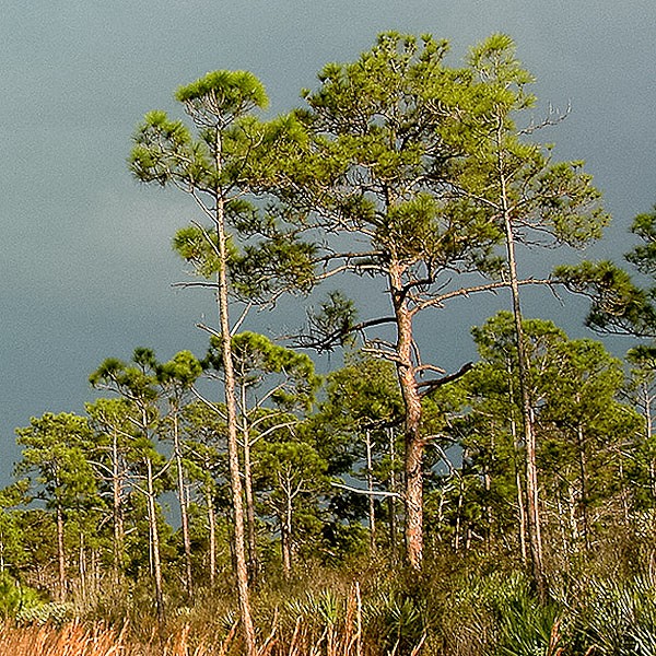 Slash Pines in Jonathan Dickinson Park.