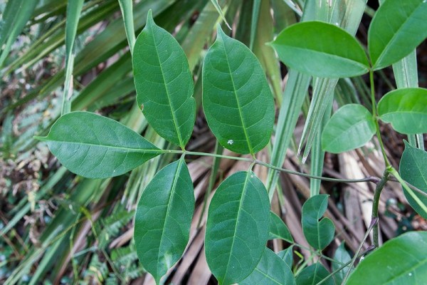 Here is a single compound leaf on Gumbo Limbo, with 5 leaflets. The leaf ends in a leaflet. (All photos today by John Bradford)