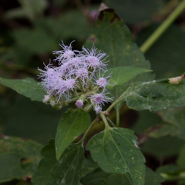 Jack with violet flower heads (by John Bradford)