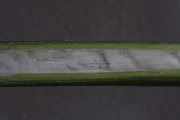 The stem has more soft but useless pith (white) than supportive water-conducting wood (light green). 
