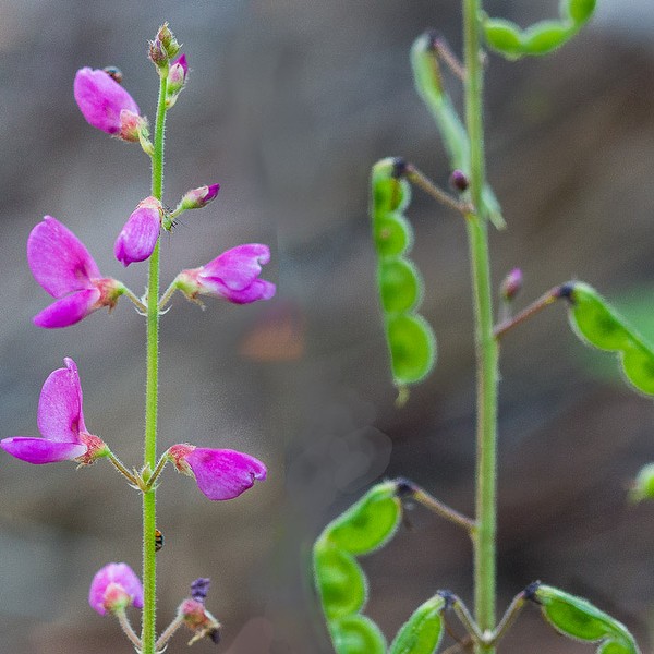 Flowers and segmented pods (John Bradford)