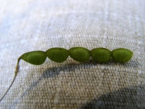 desmodium loment