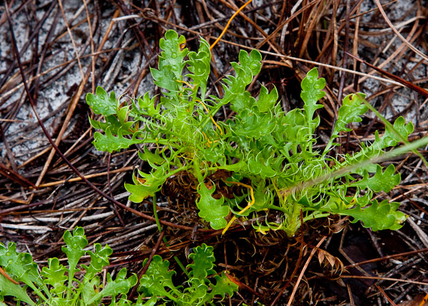 Frangrant Eryngo with some fancy lobes.