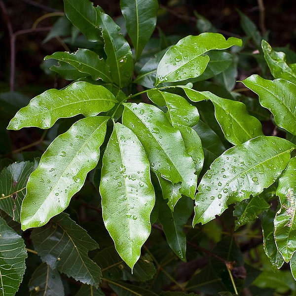 Inkwood compound leaf with 4 leaflets
