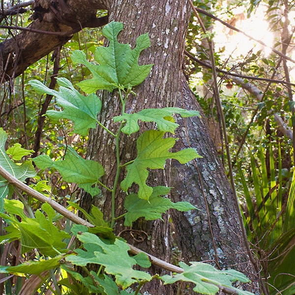 Mulberry lobed leaves.