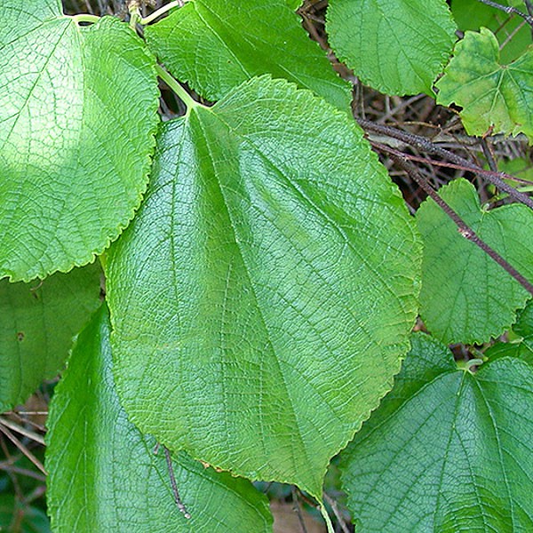 Mulberry simple leaves.