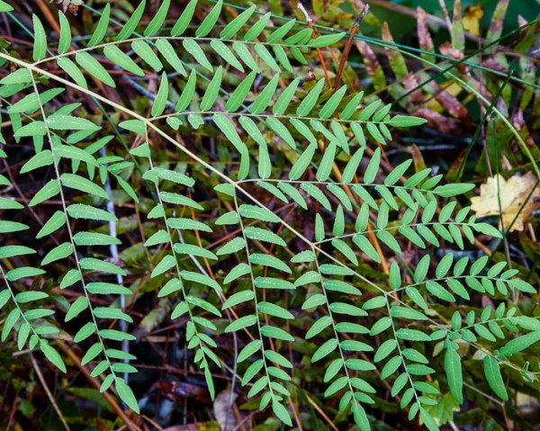This Royal Fern has a twice-compound leaf. Only one leaf is in this photo. It is 
