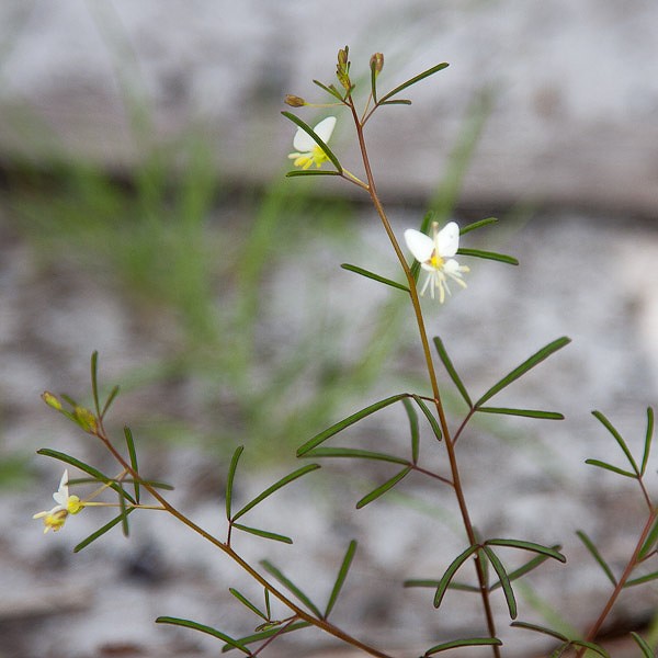 Clammyweed. Each leaf with 3 narrow lobes.