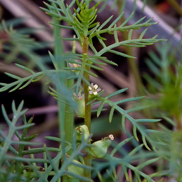 Lobed and almost compound.