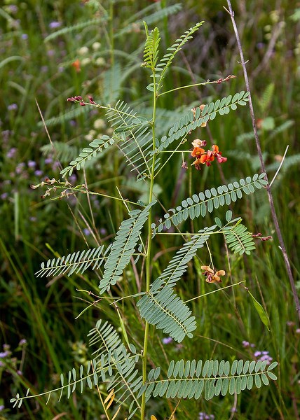 This Sesbania has about 9 compound leaflets visible, each leaf with numerous little elliptic leaflets.
