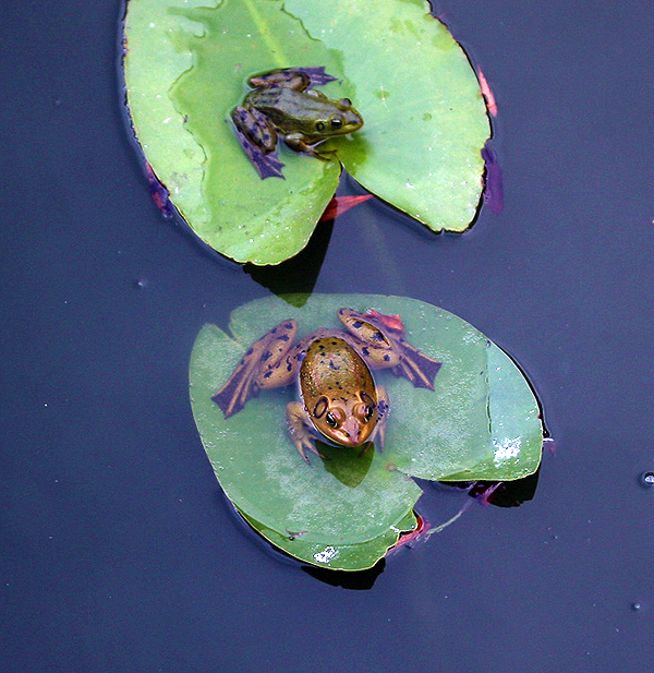 frogs on nuphar