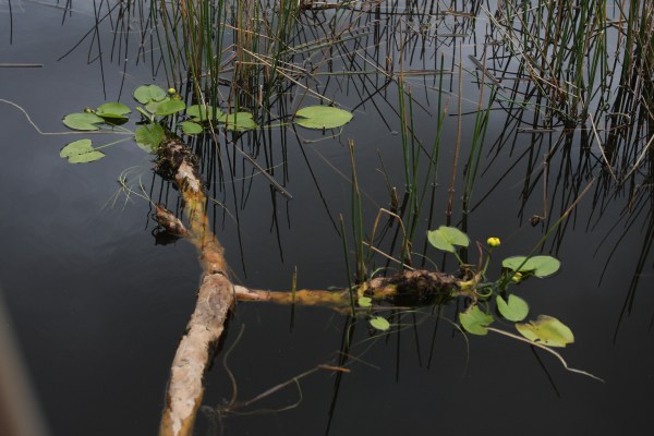 Spatterdock rhizome floating