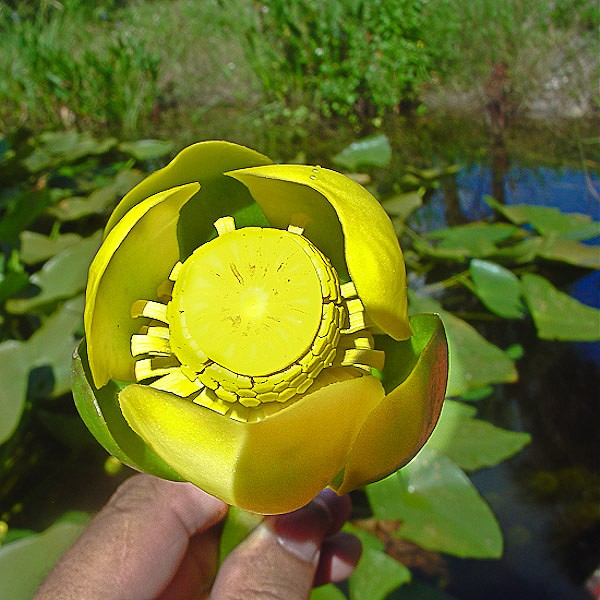 Male phase, wide open, stamens showing. (By JB)