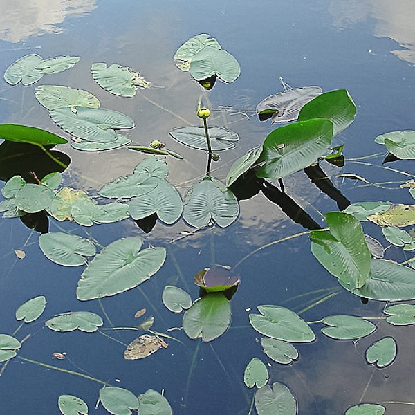 Young leaves floating (some are red). Old leaves flapping in the breeze above the surface. (JB)