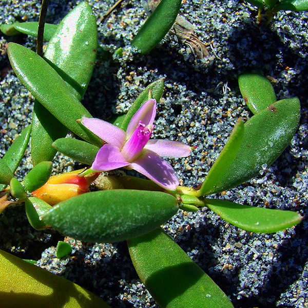 Sea-Purslane, a maritime succulent (by JB).