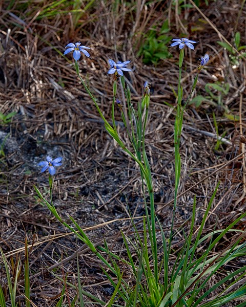Sisyrinchium xerophyllum 2