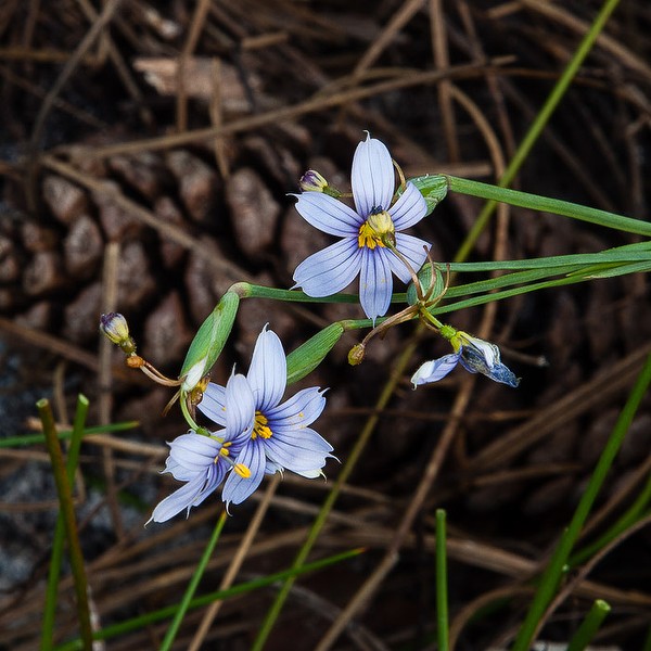 Sisyrinchium xerophyllum 3