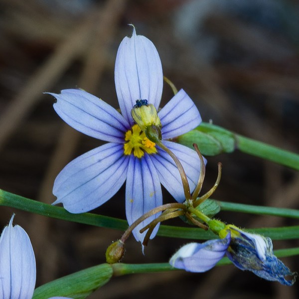 sisyrinchium xerophyllum