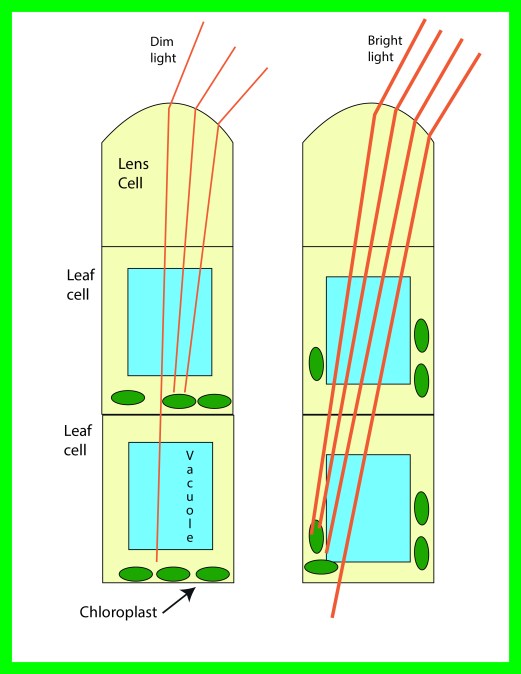 chloroplast orientation