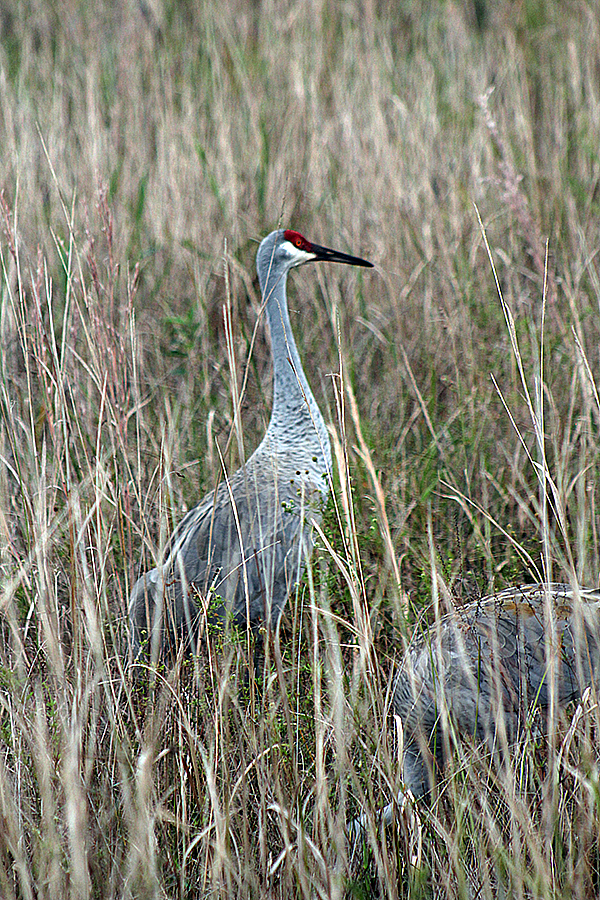 Crane2