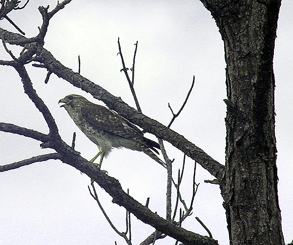 hawk