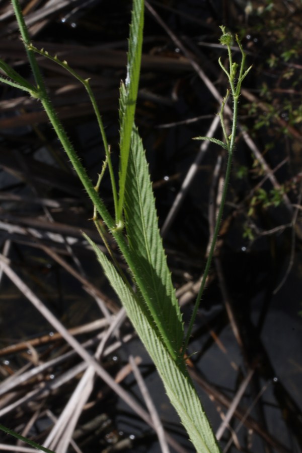 The leaves. Serrations are probably an adaptation to enhance gas (and heat?) exchange.