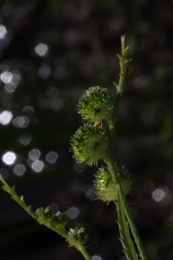 Un-showy female flowers (developing into fruits).