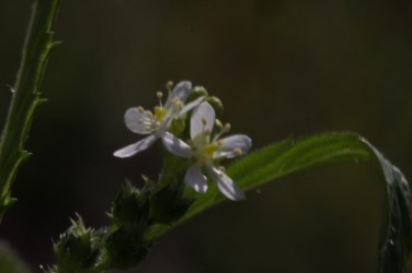 Showy male flowers.