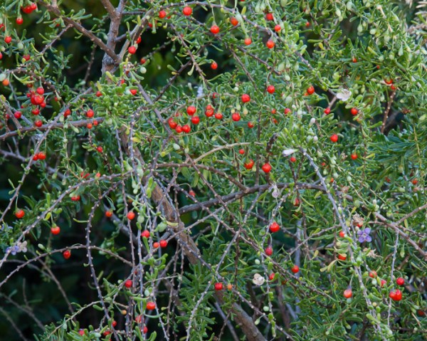 Christmasberry (this and the close-up below by John Bradford)