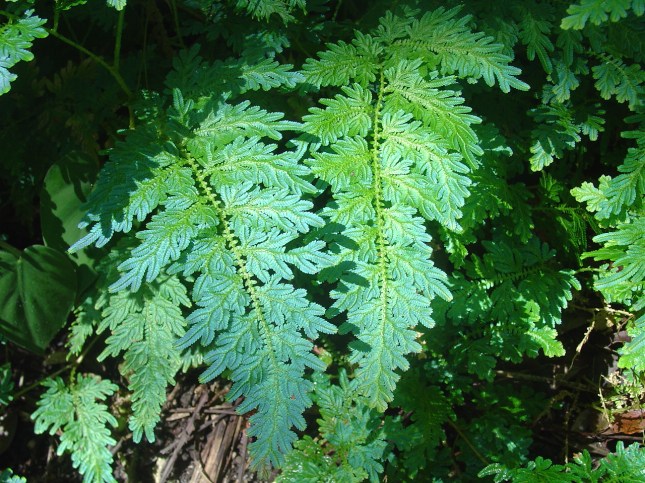 Selaginella uncinata at Fairchild