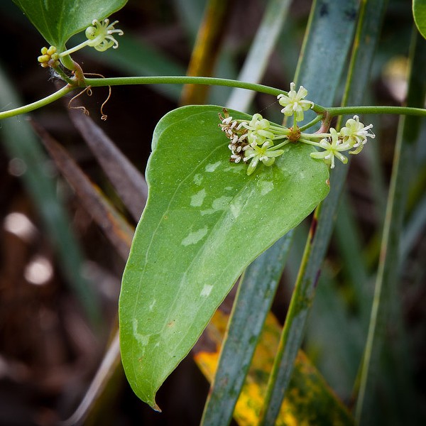 Smilax auriculata jb